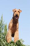 AIREDALE TERRIER 028